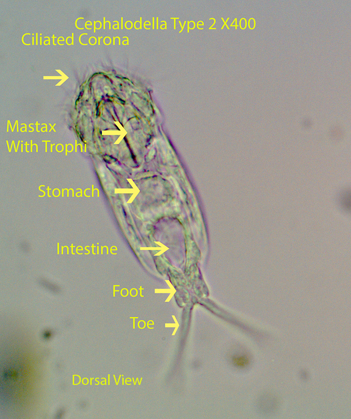 Rotifer Cephalodella Type 2  spp