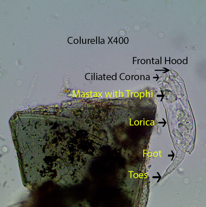 Rotifer Colurella spp