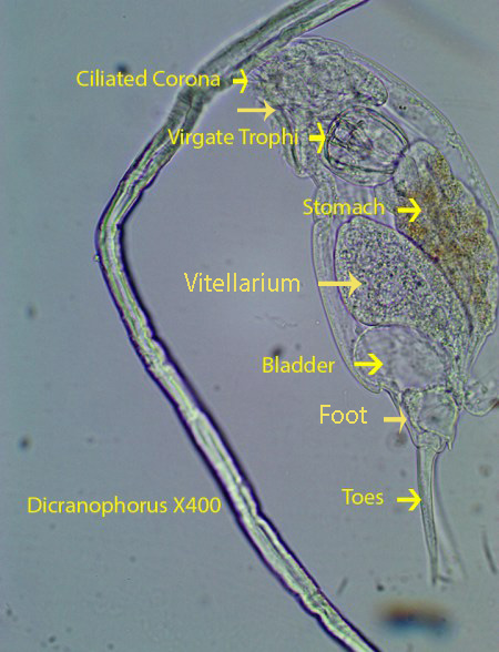 rotifer-dicranophorus-spp