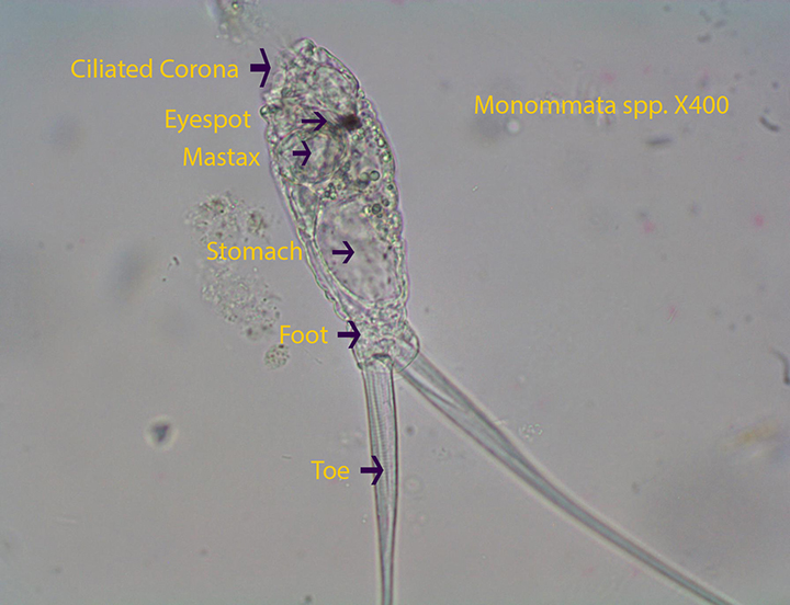 Rotifer Notommatidae Monommata spp