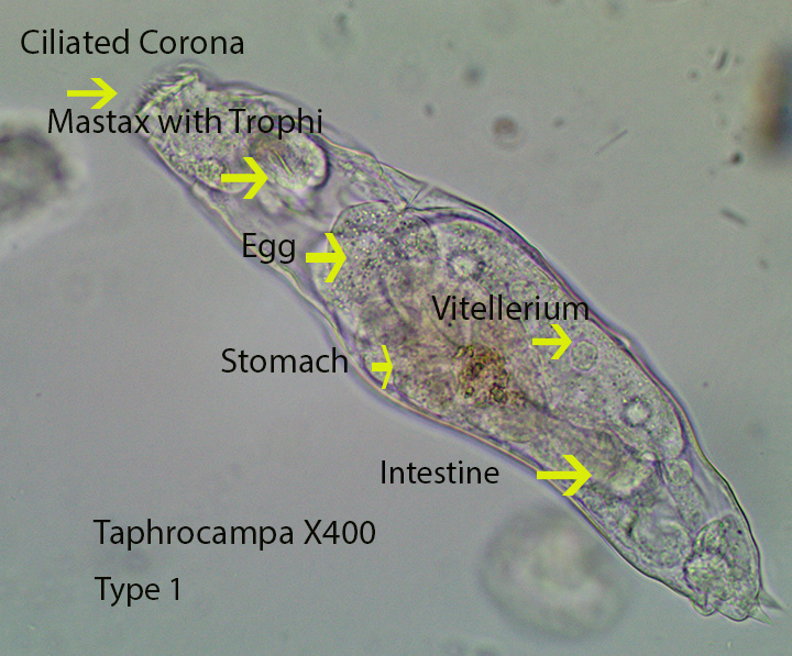 Rotifer Taphrocam pa  spp